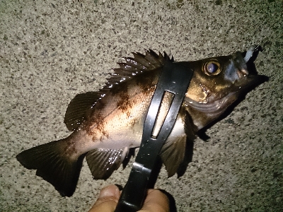 朝マズメにメバル