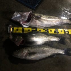 バチ抜けシーバス