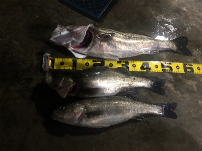 バチ抜けシーバス