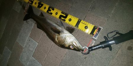 ボウズ逃れ　～さざなみ公園～