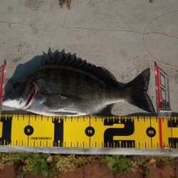 黒を求めて　～辰巳橋～