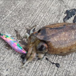 小潮コウイカ釣り