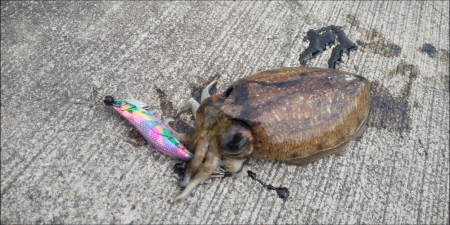 小潮コウイカ釣り