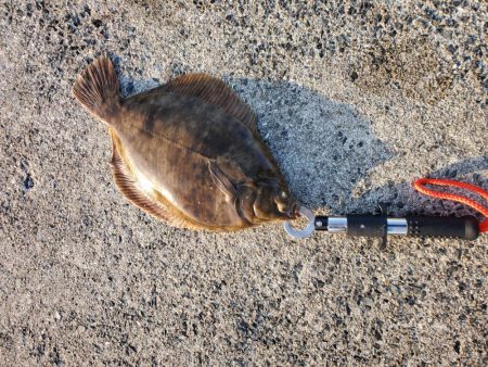 天秤仕掛けでちょい投げカレイ