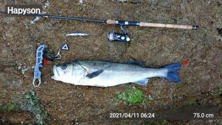久々に納得の釣果がありました！