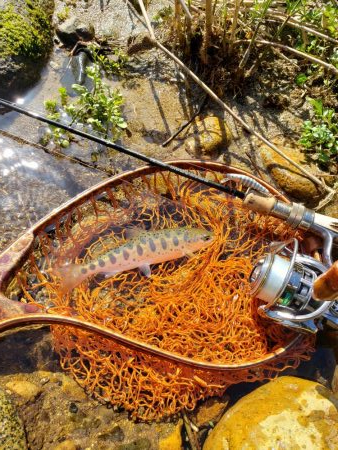 サクラ人多くて投げれず渓流へ