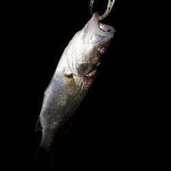 ベイトの正体は？