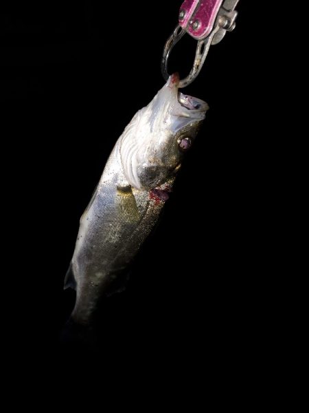 ベイトの正体は？