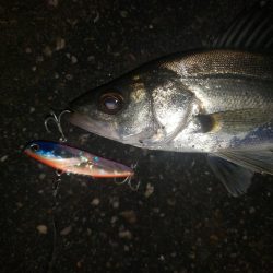 夜練釣行