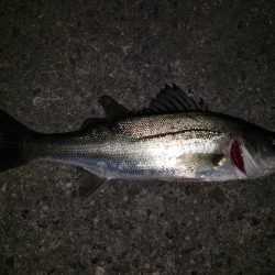夜練釣行