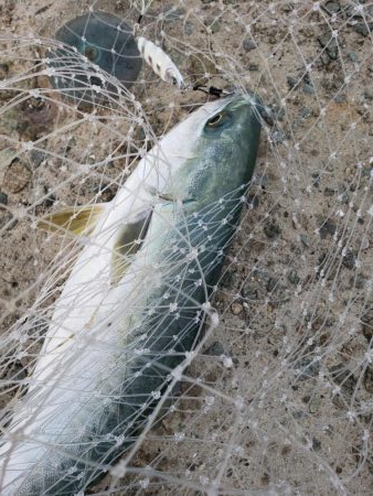 ハマチ釣れました～