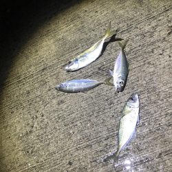 今期初アジング