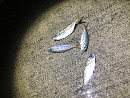 今期初アジング