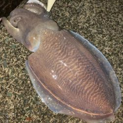 水温チェックに