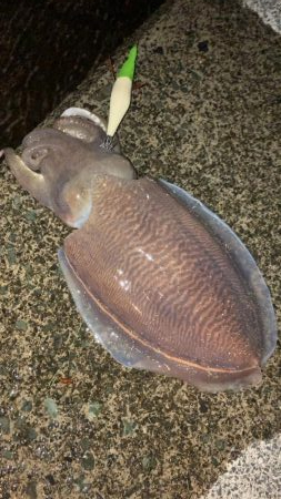 水温チェックに