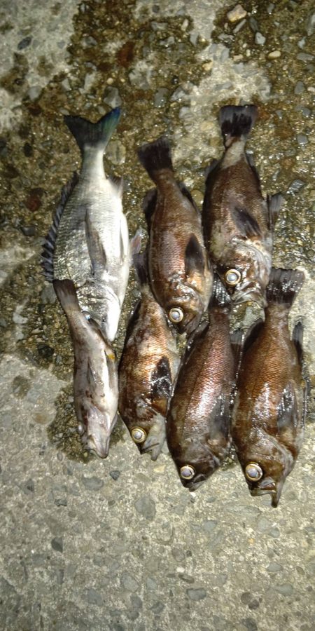 釣りデビュー　１２０日　ちょっとシーズンが…