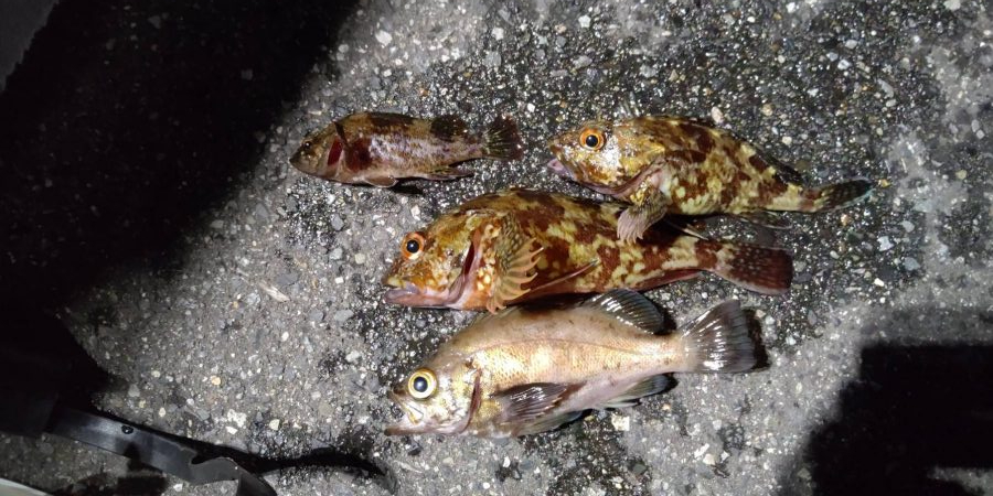 ちょっと渋かっったです