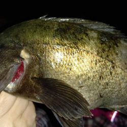 ハイシーズンの尺メバル