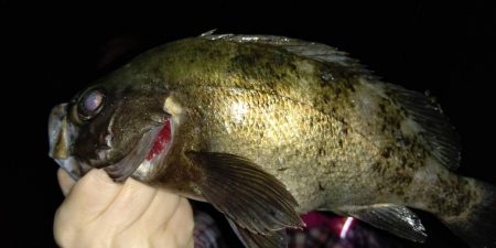 ハイシーズンの尺メバル