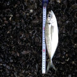 アジング　自己記録更新