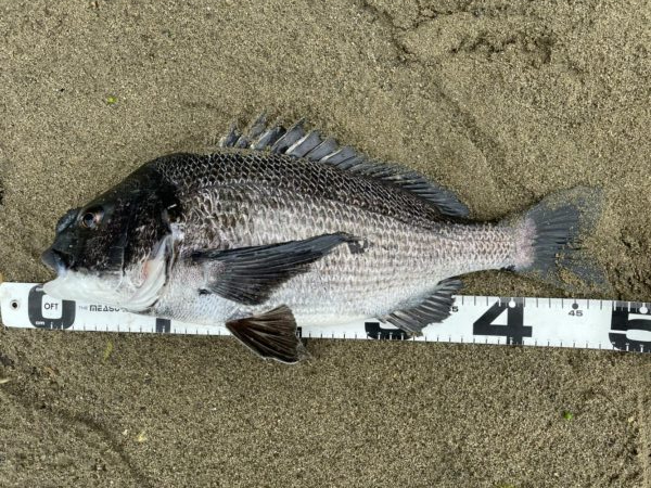 イチノ兄弟、釣果！