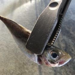 朝マズメのアジングでアジ大漁