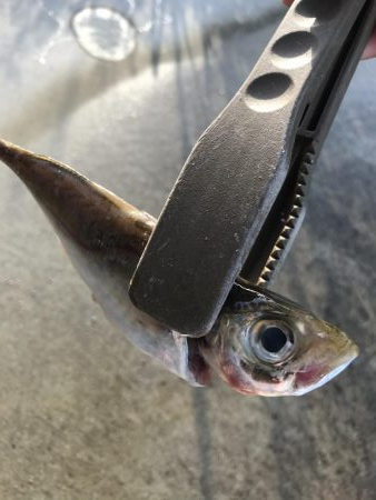 朝マズメのアジングでアジ大漁