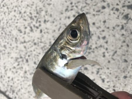 朝マズメでアジ25匹GET‼︎