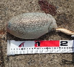 コウイカエギング