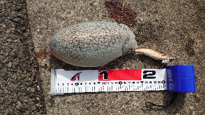 コウイカエギング