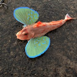 狙いとはちがいますが、、、