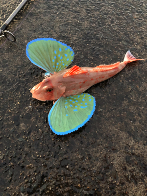 狙いとはちがいますが、、、