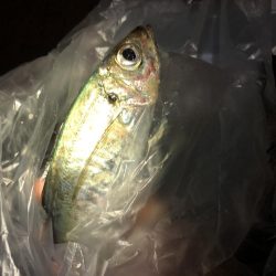 いるのはいる？