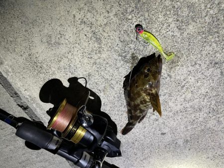 シーバス調査に波止へ