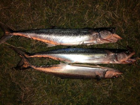 サゴシはどこへ…？