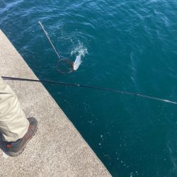 ブリフィーバー