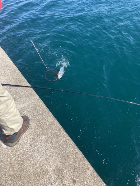 ブリフィーバー