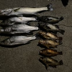 エビ撒きでシーバスとメバル