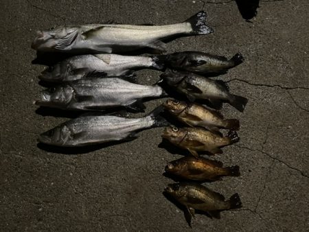 エビ撒きでシーバスとメバル