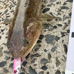 仕事前に朝マズメフラットフィッシュ狙いで巨エソ！！