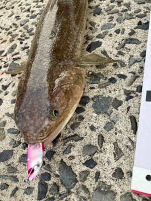 仕事前に朝マズメフラットフィッシュ狙いで巨…