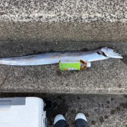 でっかいタチウオ