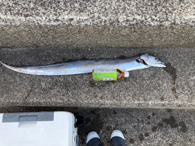 でっかいタチウオ