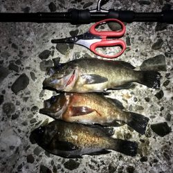 フロートリグで尺メバル探し