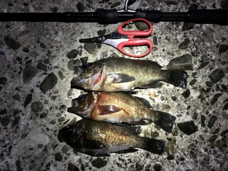 フロートリグで尺メバル探し