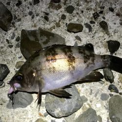 ジグ単メバリング