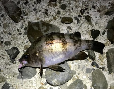 ジグ単メバリング