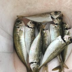 朝マズメのアジング