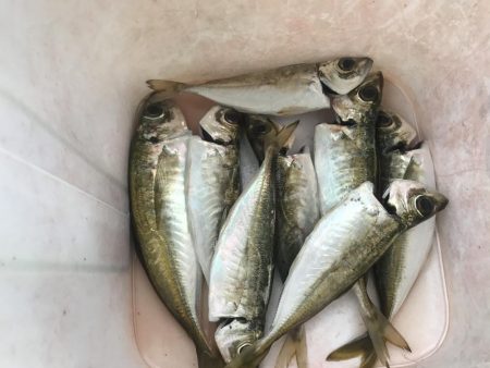 朝マズメのアジング