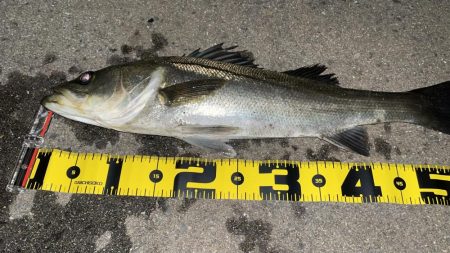 久々シーバス釣り
